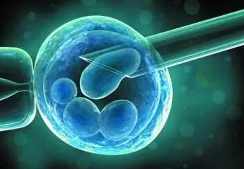 试管移植中等胚胎的成功率不低，中等胚胎也有较好的活力