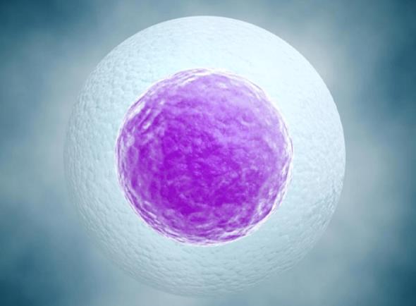 两个卵细胞可以做试管婴儿人工合成胚胎孩子吗